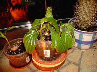 fledermausblume 151109.jpg