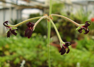 Pelargonium sidoides (2).JPG