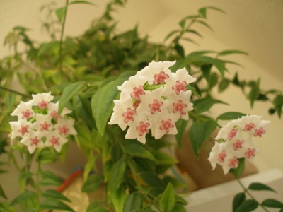 Hoya bella.jpg
