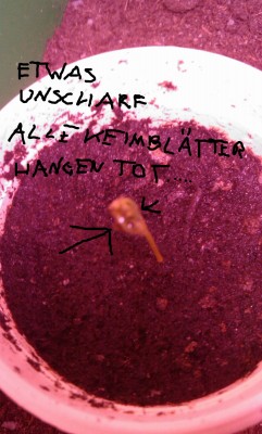 IMAG0289.jpg