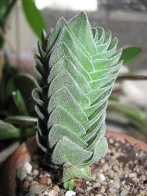 Crassula Buddhas Temple.jpg
