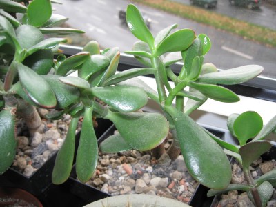Crassula Hummels Sunset 2.jpg