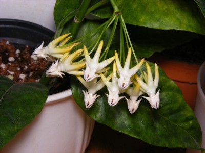 Hoya multiflora.jpg