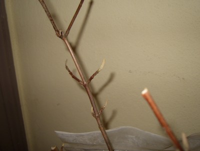 Knospen.JPG