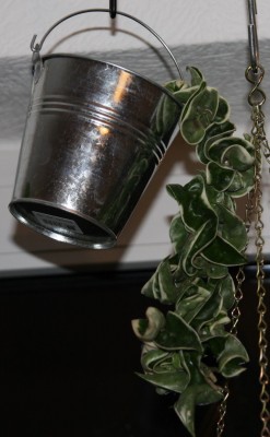 Hoya carnosa compacta variegata - 16.11.2009.jpg