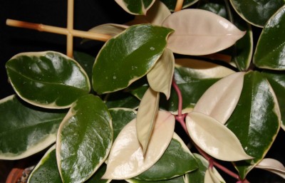 Hoya carnosa variegata - 16.11.2009 - 2.jpg