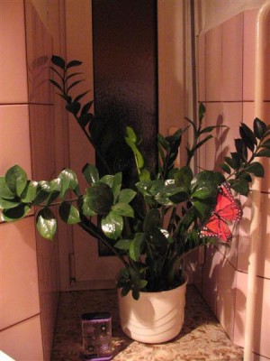 Zamioculcas.JPG