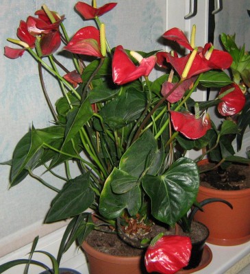 Anthurie dauerblühend.jpg