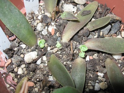 Echeveria brown sugar.jpg