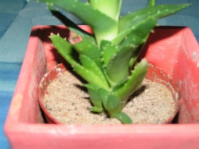 kaktus ruth 003.JPG