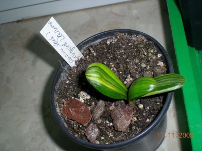 DSCN60300001.JPG
