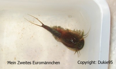 Euro Männchen 6.jpg