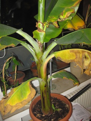 Banane 2.JPG