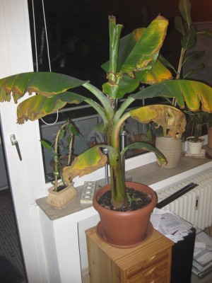 Banane.JPG