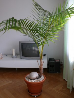 Kokospalme (Strunk abgefault) Gibt's da noch Hoffnung? ·  Pflanzenkrankheiten & Schädlinge · GREEN24 Pflanzen & Garten Forum