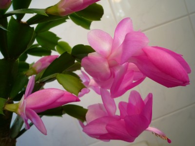 Schlumbi pink2.JPG