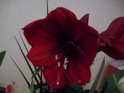 Amaryllis dunkel.jpg