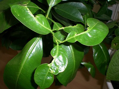 CIMG9073.JPG