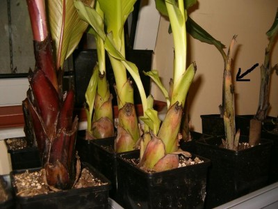 Lasiocarpa.JPG