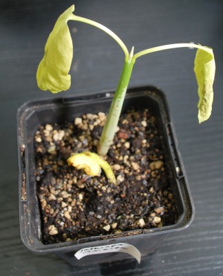 Jatropha_cinerea.jpg