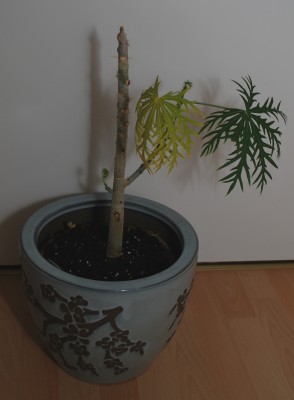 Jatropha_multifidia.jpg