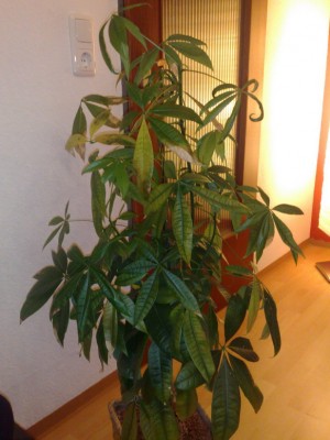 08112009546_Bildgröße ändern.jpg