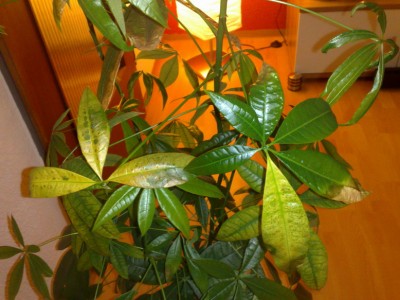 08112009544_Bildgröße ändern.jpg