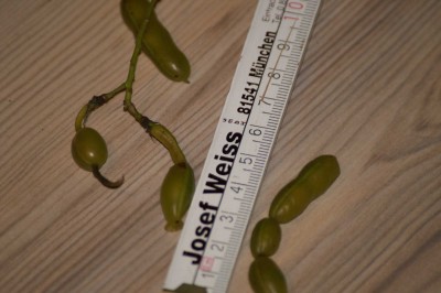 frucht 2.JPG