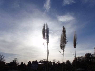Pampasgras in der Nymphenburg1.jpg