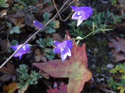 Campanula rotundifolia1.jpg