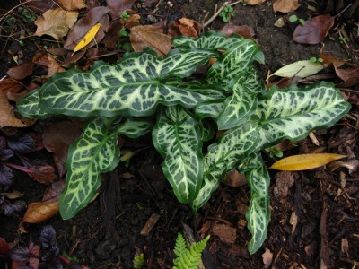 pictum.jpg