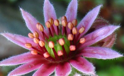 1471 Sempervivum Einzelblüte.jpg