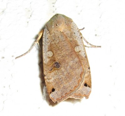 1559 Schmetterling.jpg