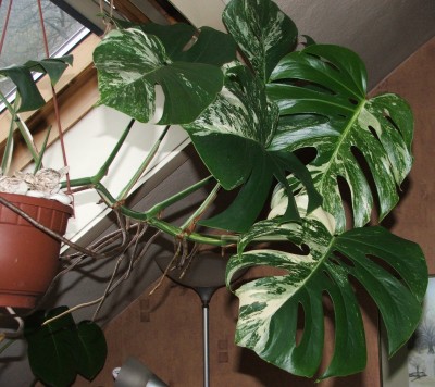 Monstera pan.1.jpg