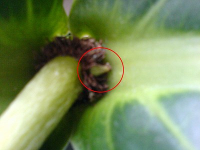 Medis erster Pickel.JPG