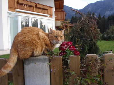 Unsere Katzen Gina.JPG