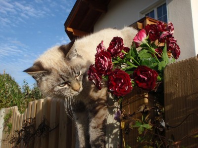 unsere katzen silvio.JPG