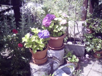 PICT0057.JPG
