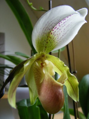 DSCF6485.JPG