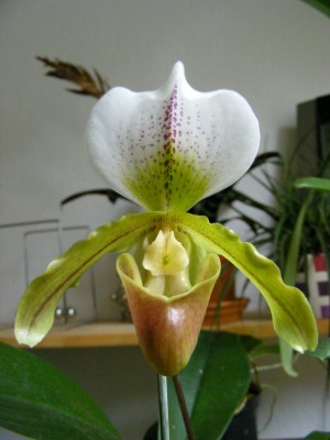 DSCF6486.JPG
