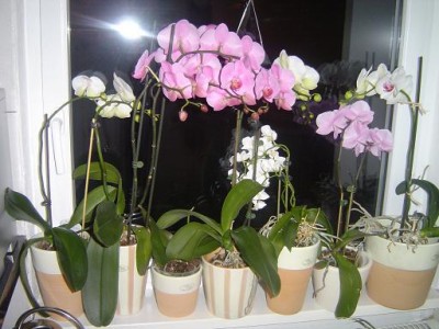 Aug22 012a.jpg
