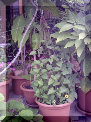 PICT0022.JPG