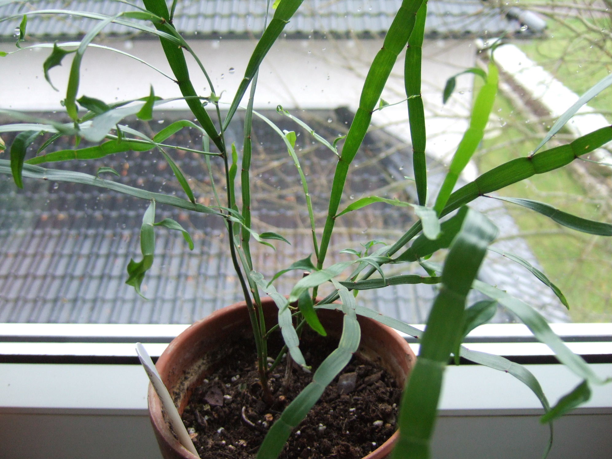 Was hat mein Bandbusch- Homalocladium platycladum ? · Pflanzenkrankheiten &  Schädlinge · GREEN24 Pflanzen & Garten Forum