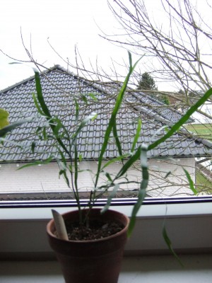 DSCF9929.JPG