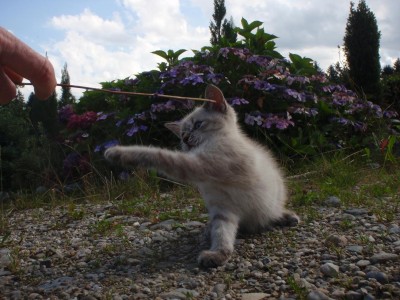 baby silvio.JPG