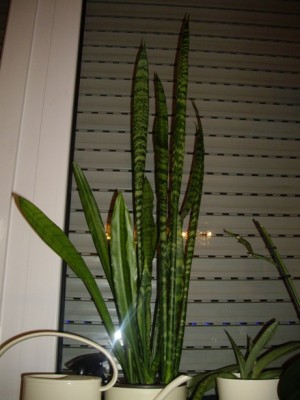 Sansevieria.jpg