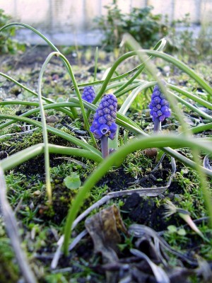 Muscari spec. Georgien (3).JPG