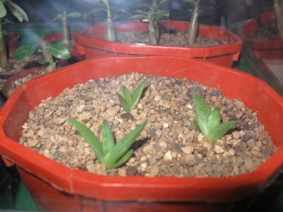 Aloe Babies.jpg