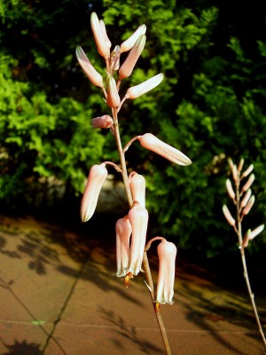 Aloe jucunda (4).JPG