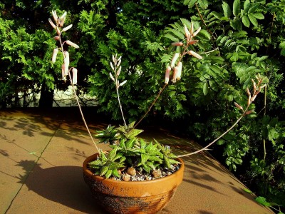 Aloe jucunda (5).JPG